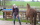 Pferd mit Tanja